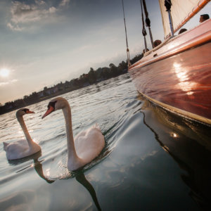 voile geneve